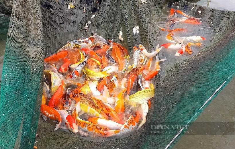 Ao cá Koi của anh Duy. Ảnh: Dân Việt