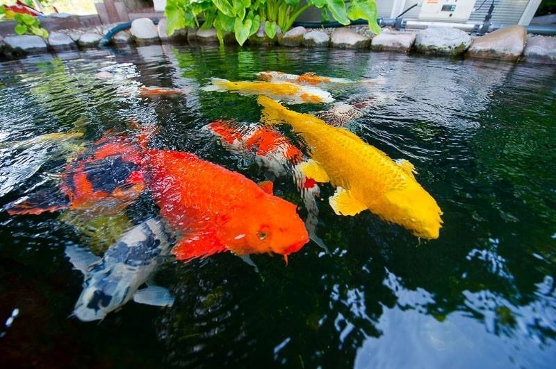 Cá Koi được bắt nguồn từ Nhật Bản, cụ thể tại Niigata. Ảnh: cakoibienhoa.com