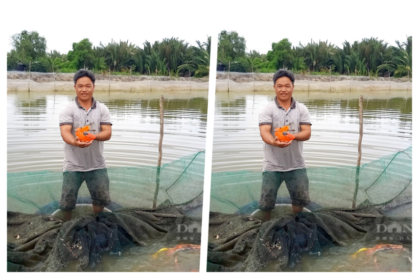 Anh nông dân mỗi năm thu nửa tỷ nhờ nuôi loài "triệu đô" trong "vũng phèn chua". Ảnh: Dân Việt