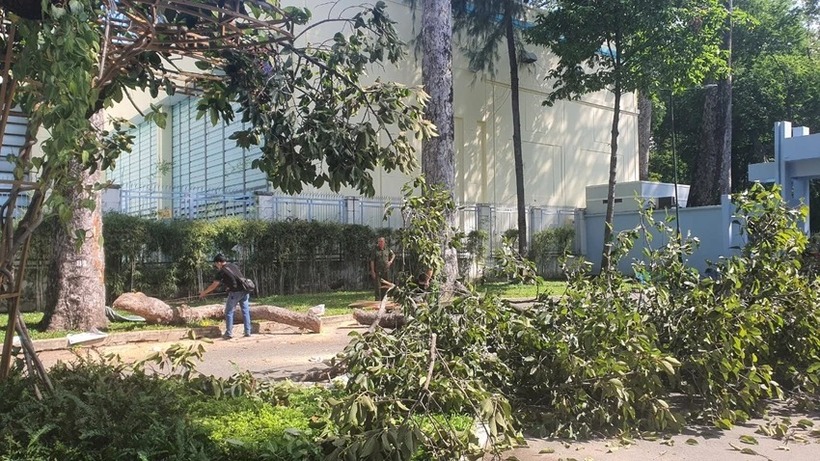 Cây xanh ngã đổ tại Công Viên Tao Đàn sáng 9/8. (Ảnh: Pháp luật TP.HCM)