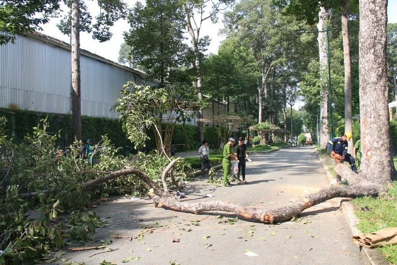 Công an khám nghiệm hiện trường vụ nhánh cây rơi, 5 người thương vong. Ảnh: PLO