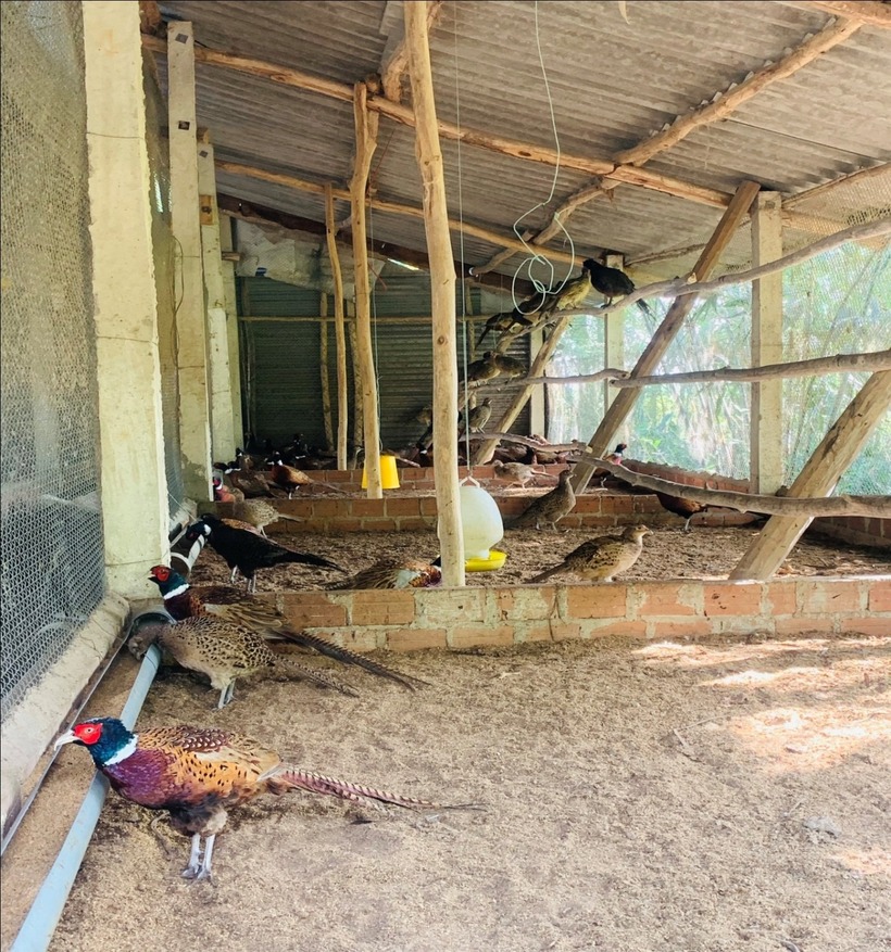 Đàn chim trĩ của gia đình anh Lợi. Ảnh: Trạm Khuyến nông huyện Tuy An