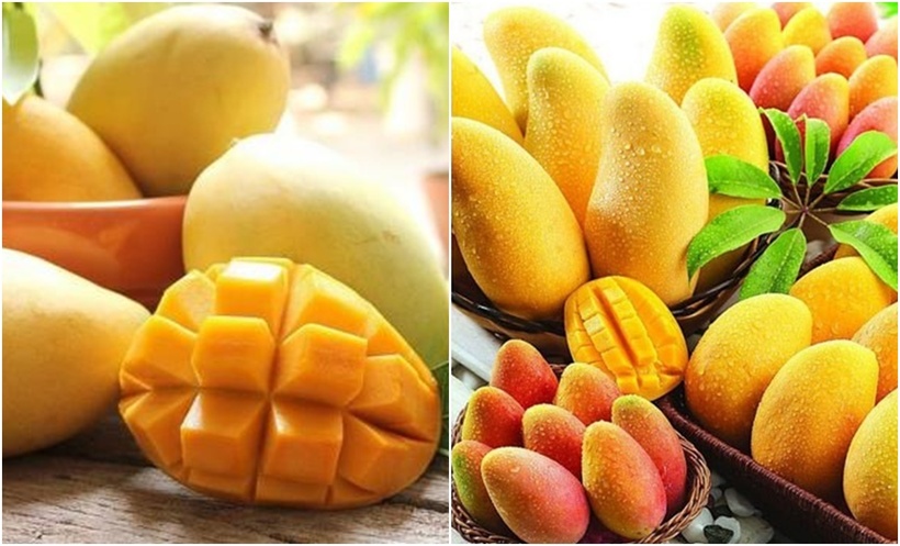Không nên chọn xoài quá mềm hoặc quá cứng. Xoài chín tự nhiên sẽ có độ cứng nhất định, cầm chắc tay, ấn vào không bị nát.
