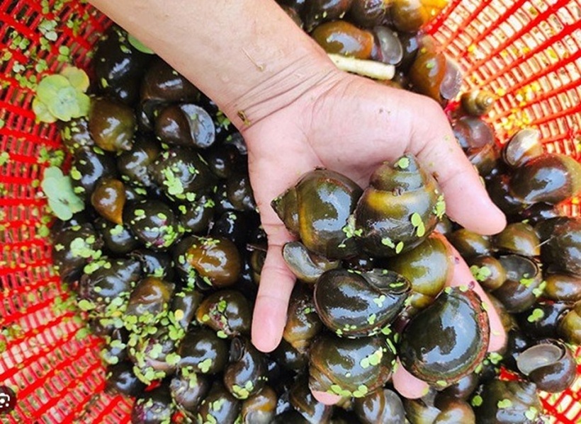 Lựa chọn những con ốc giống khỏe mạnh, có chất lượng tốt, không bị sưng vòi và mòn đít. Ảnh: Nongsanphugia.com