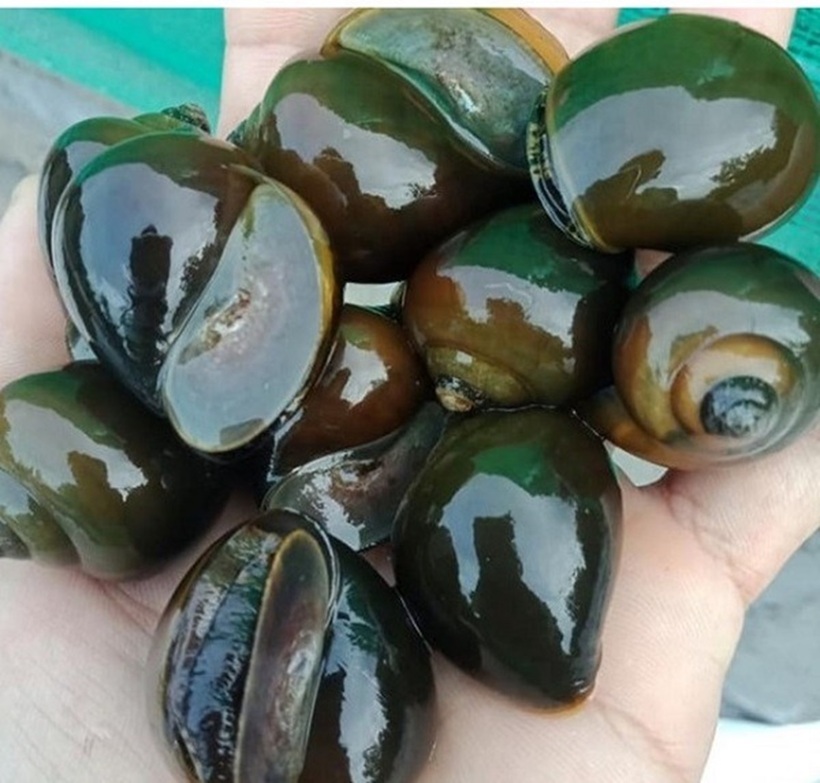 Sau khoảng 3-4 tháng nuôi là có thể thu hoạch ốc nhồi trong bể lót bạt. Ảnh: Nongsanphugia.com