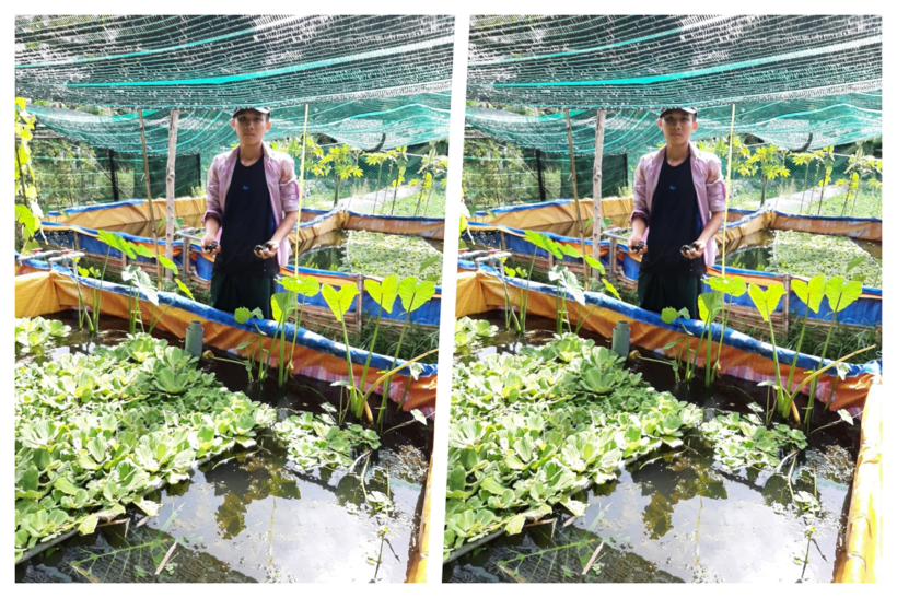 Anh nông dân trẻ măng kiếm "bội tiền" nhờ nuôi ốc nhồi trong bể bạt. Ảnh: Trang thông tin điện tử Khuyến nông Phú Yên