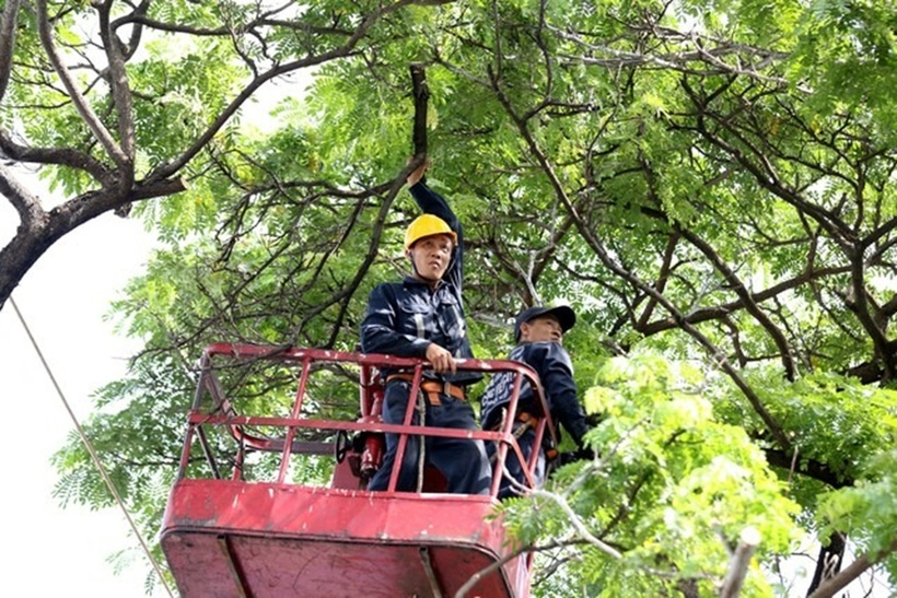 Công nhân kiểm tra, cắt tỉa nhánh cây để đảm bảo an toàn trước mùa mưa. Ảnh: Thanh Niên