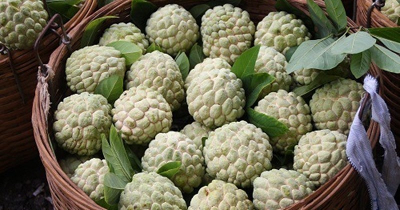 Không phải ai cũng có thể thoải mái thưởng thức na. Ảnh minh họa