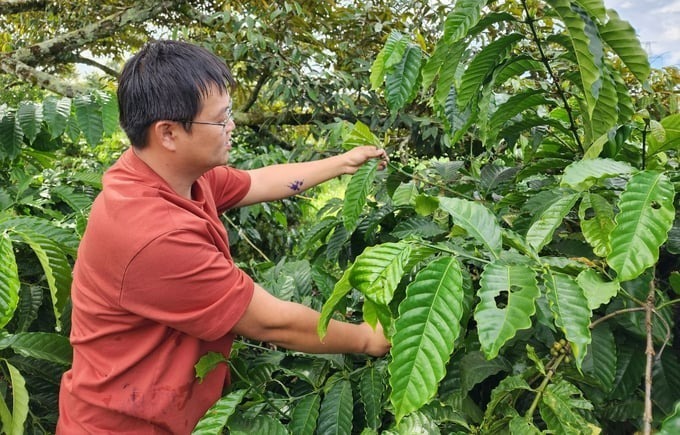 Gia đình anh nông dân Đặng Văn Huy nuôi kiến vàng "bảo vệ" cà phê. Ảnh: Nông nghiệp Việt Nam
