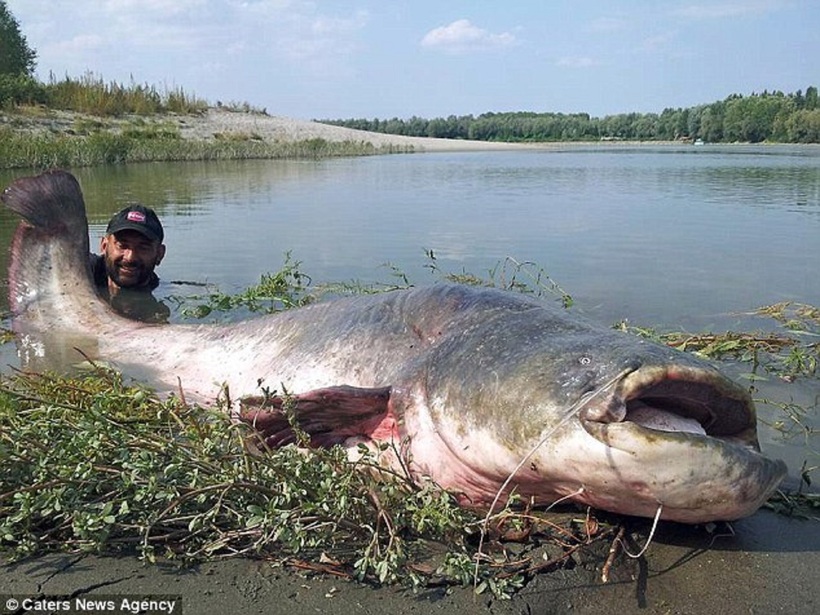 Con cá nặng 120kg. Ảnh: Daily Mail
