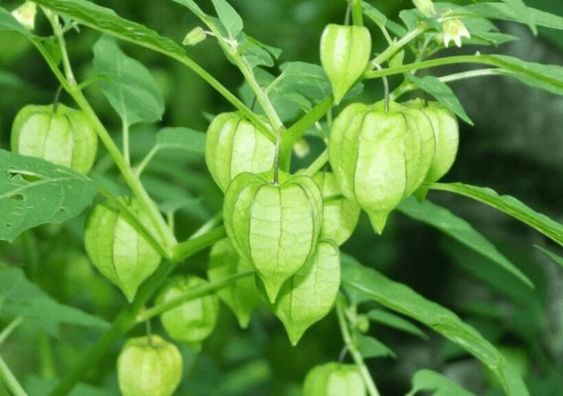 Rau tầm bóp được đánh giá cao ở nhiều quốc gia khác vì khả năng phòng chống ung thư và hỗ trợ điều trị tiểu đường. Ảnh minh họa