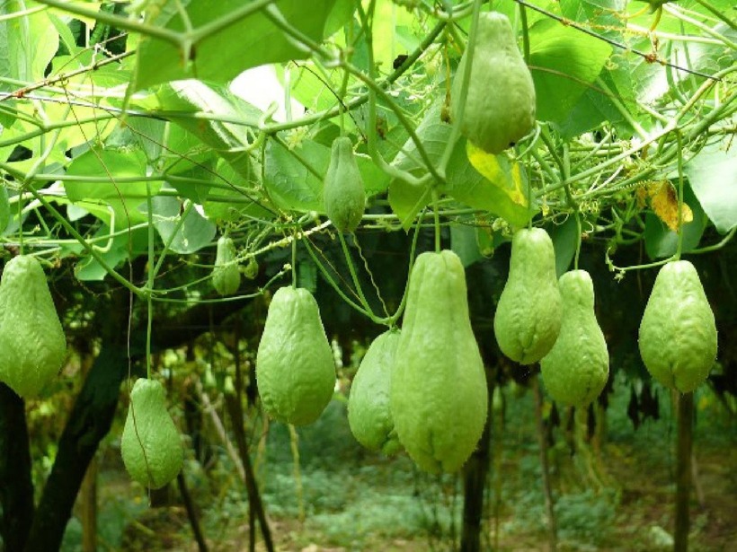 Hãy bổ sung su su vào thực đơn của gia đình. Ảnh minh họa