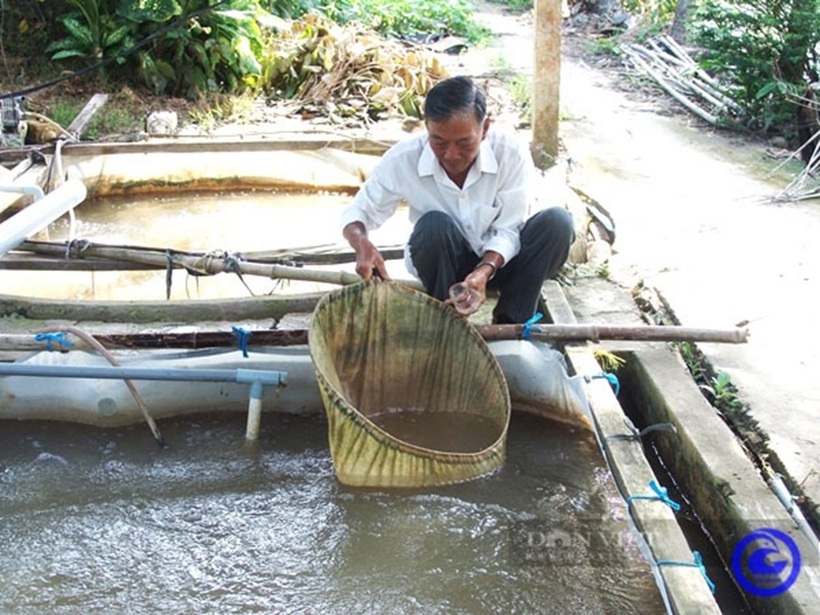 Ông Hai On (Âu Văn On), Chi hội trưởng Chi hội nghề cá xã Hậu Mỹ Bắc A là người tiên phong trong việc thực hiện mô hình ương dưỡng cá giống. Ảnh: Dân Việt