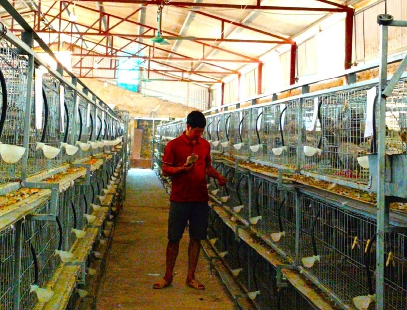 Anh nông dân Trần Văn Phong lãi 1 tỷ nhờ nuôi chim bồ câu.