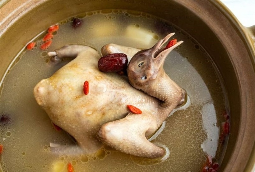 Chim bồ câu có giá trị dinh dưỡng cao bổ gấp 9 lần thịt gà, được mệnh danh là "thuốc bổ thượng phẩm". Ảnh minh họa