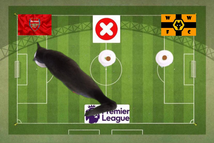 Lựa chọn của chú mèo tiên tri trước cặp đấu Arsenal và Wolves