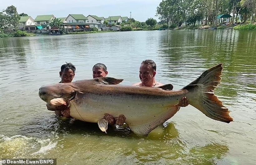 Con cá tra dầu câu được nặng gần 200kg và dài hơn 2m. Ảnh: Daily Mail