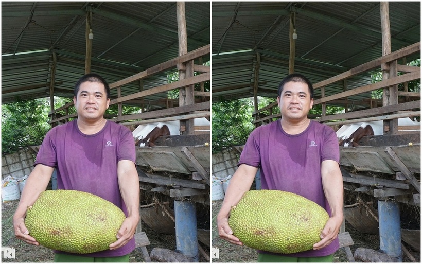 Anh Lê Hoàng Chương nuôi dê bằng mít Thái. Ảnh: Dân trí