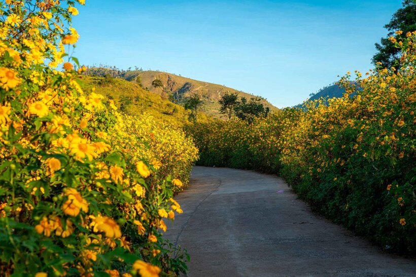 Mùa hoa dã quỳ hai bên đường tạo nên khung cảnh thơ mộng