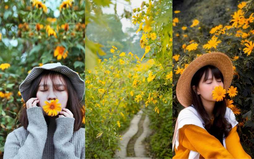 Mùa hoa dã quỳ thường bắt đầu từ cuối tháng 10 đến đầu tháng 12