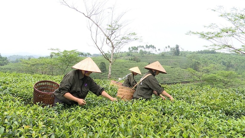 Mô hình sản xuất, chế biến chè búp tím trên địa bàn huyện Thanh Ba quy mô 17ha góp phần nâng cao giá trị sản phẩm nông nghiệp, tăng thu nhập cho người dân.