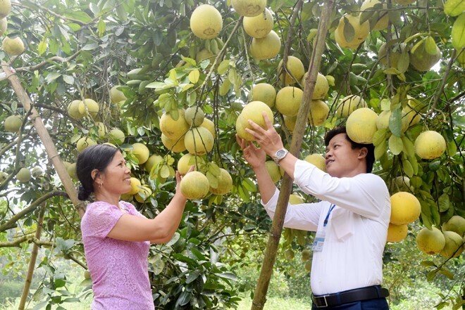Sản phẩm OCOP “Bưởi Đại Minh”, huyện Yên Bình