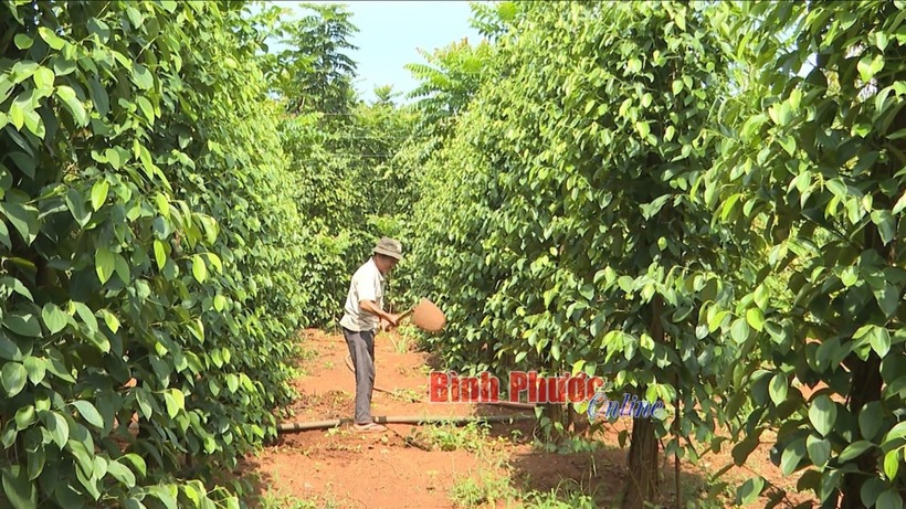 Lão nông bội thu nhờ trồng loại cây cho trái chùm như nho "cay hơn cả ớt". Ảnh: Báo Bình Phước