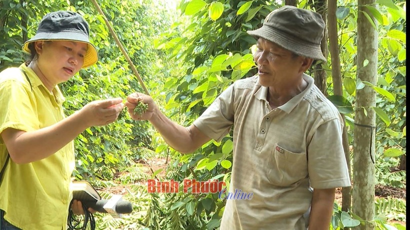 Lão nông hào hứng khoe những chùm tiêu trái chùm. Ảnh: Báo Bình Phước