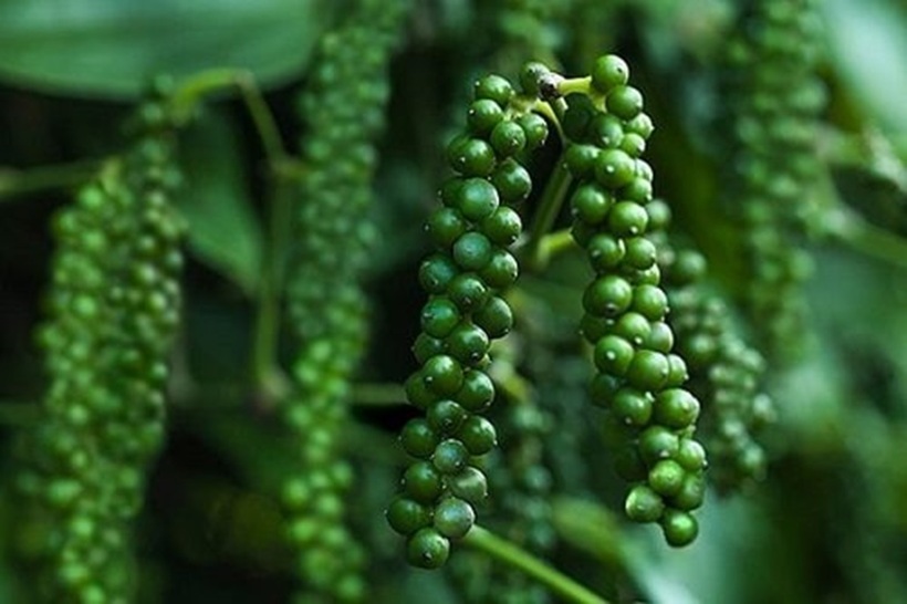 Hạt tiêu có nhiều công dụng tốt cho sức khỏe. Ảnh minh họa