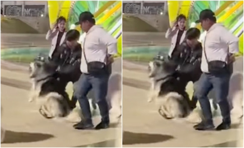 Chó Alaska bị đánh đập dã man ở Đà Lạt. (Ảnh: Tuổi trẻ)