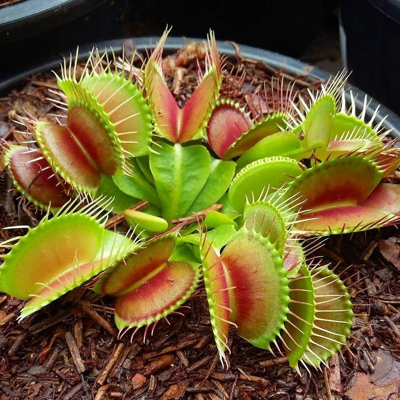 Có nên trồng cây hoa ăn thịt trong nhà không?