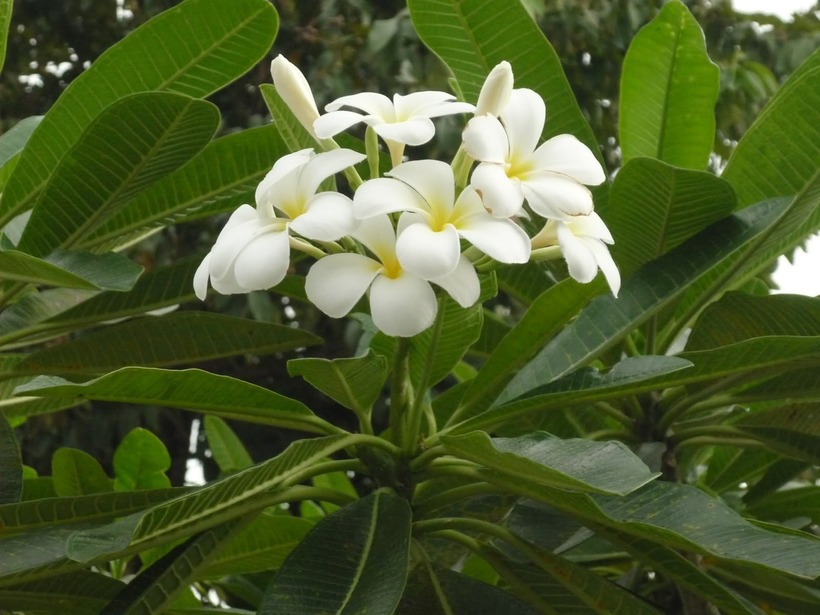 Cây hoa sứ dễ bị sâu bệnh nếu không được chăm sóc kỹ lưỡng.