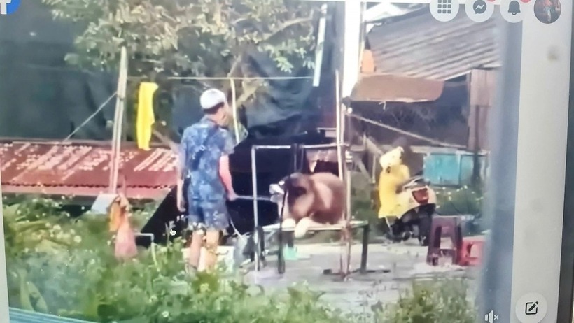 hanh niên dùng cây sắt đánh liên tiếp vào chú chó Alaska tại nơi ở. Ảnh: Giao Thông