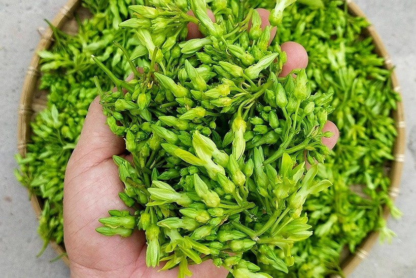 Hoa thiên lý giúp an thần, ngủ ngon