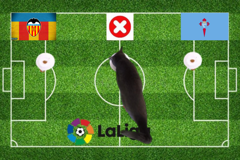 Mèo tiên tri đưa ra dự đoán trước trận đấu Celta Vigo và Valencia