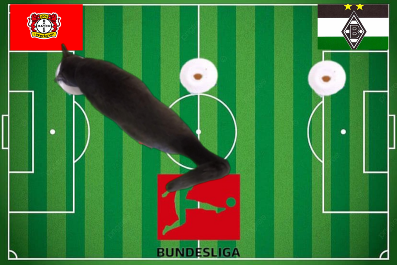 Lựa chọn của chú mèo tiên tri trước trận đấu M'Gladbach và Leverkusen