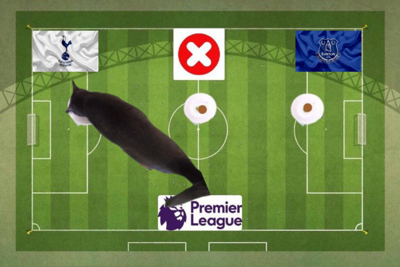 Mèo tiên tri dự đoán trước trận đấu Tottenham và Everton