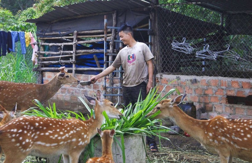 Anh nông dân ở Kon Tum "giàu to" nhờ nuôi hươu sao. Ảnh: Báo Kon Tum