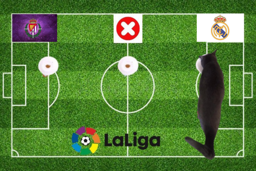 Lựa chọn của chú mèo tiên tri trước trận đấu Real Madrid vs Valladolid
