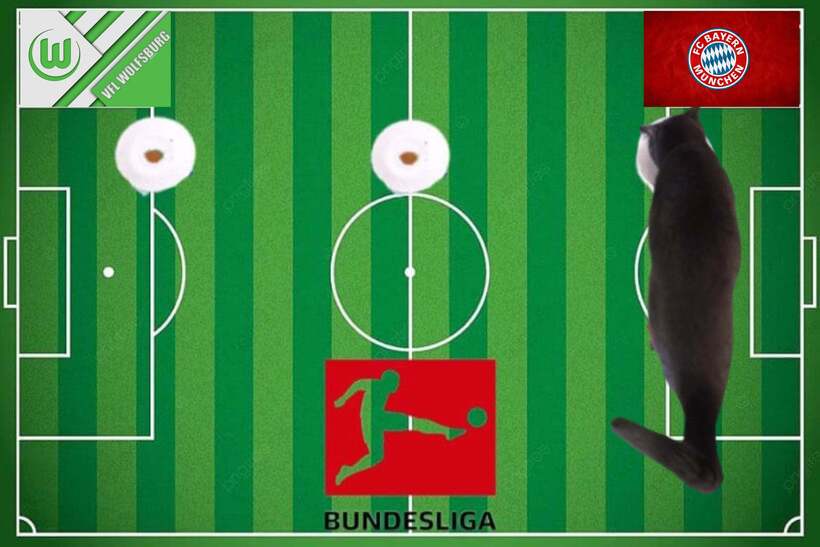 Lựa chọn của chú mèo tiên tri trước trận đấu Wolfsburg vs Bayern Munich.