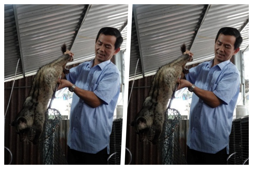 Trại nuôi chồn hương của anh Phạm Văn Tuấn. Ảnh: Thanh niên