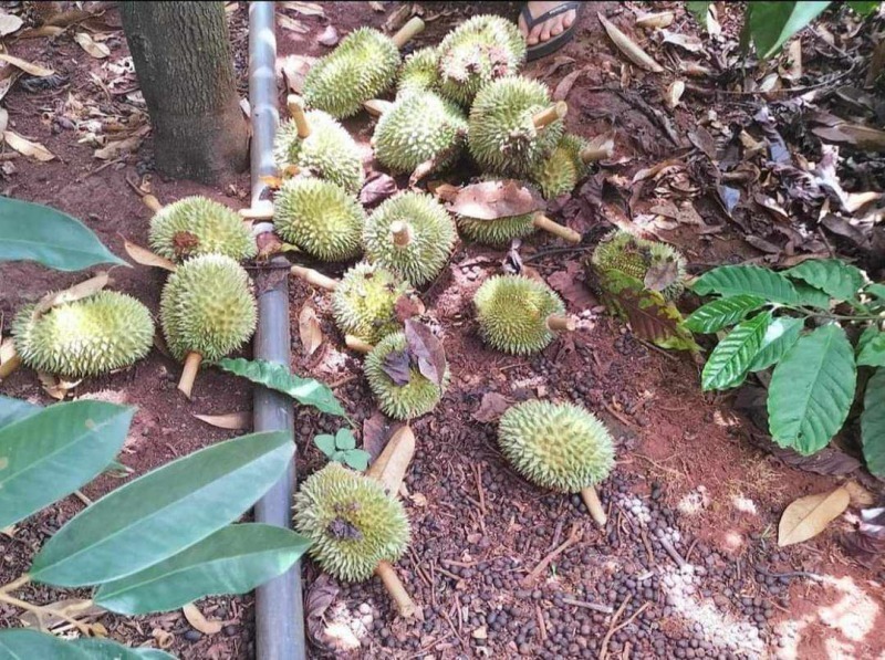Một vườn sầu riêng của người dân Đắk Lắk bị phá quả non. Ảnh: Giao Thông