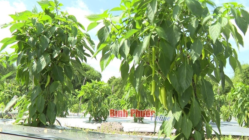 Gia đình bà Trần Thị Thanh Hòa ở Bình Phước trồng ớt sừng vàng đạt hiệu quả kinh tế cao. Ảnh: Bình Phước Online