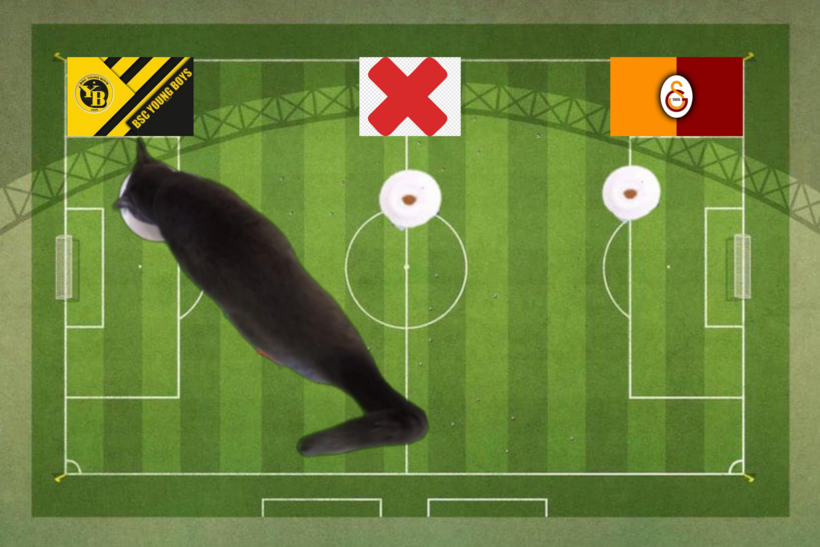 Lựa chọn của chú mèo tiên tri trước trận đấu Galatasaray vs Young Boys