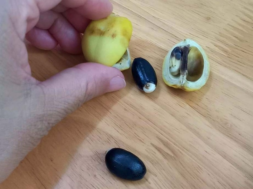 Loại quả mà các em nhỏ ăn của cây dầu mè, còn có tên gọi khác là cọc rào, cọc dậu... Ảnh: Báo Quảng Trị.