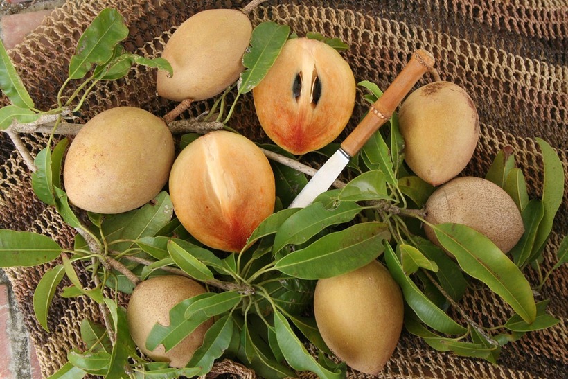 Hồng xiêm còn là nguồn cung cấp phong phú tannin và polyphenolic.
