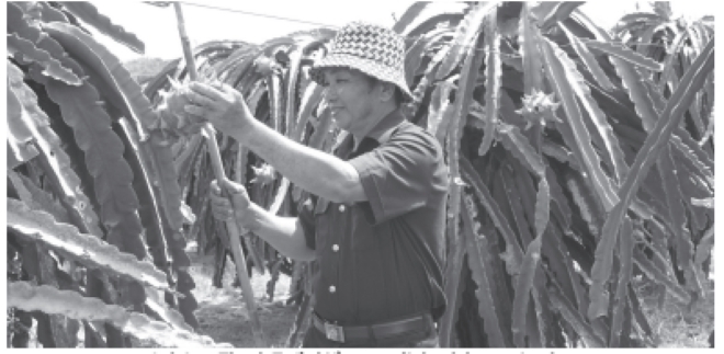 Anh Lưu Thanh Tuấn kiểm tra trái thanh long tại vườn.