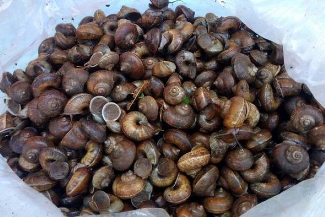 Ốc xu chỉ cần đem đi rửa với nước là ốc đã sạch hết đất cát. Ảnh: Phụ nữ thủ đô