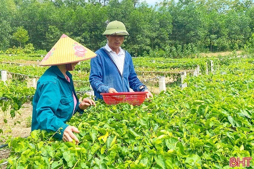 Nhiều hộ dân ở Hà Tĩnh trồng cây hoa thiên lý. Ảnh: Báo Hà Tĩnh