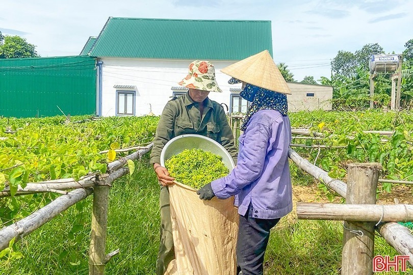 Nông dân Hà Tĩnh thu hoạch hoa thiên lý. Ảnh: Báo Hà Tĩnh